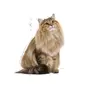 ROYAL CANIN HAIRBALL ADULT CAT IN GRAVY  85G