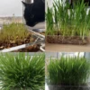 WEBBOX CAT GRASS KIT 120G 864443