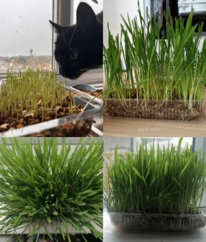 WEBBOX CAT GRASS KIT 120G 864443